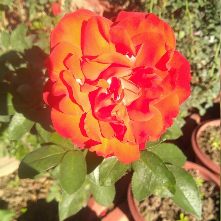 Red Rose 