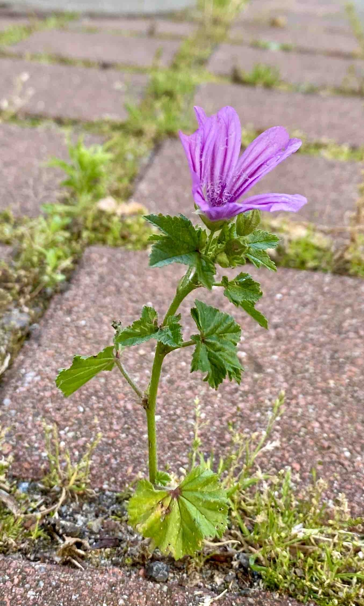 flower of the Street