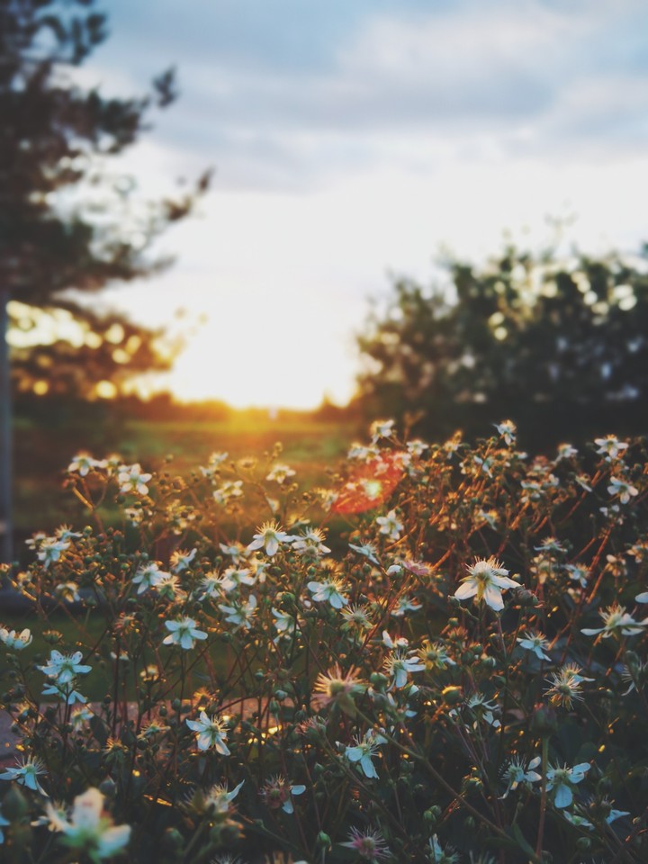 Midsummer night