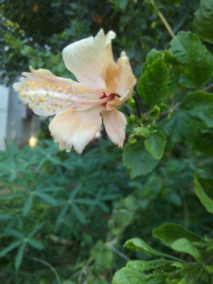 beautiful flower