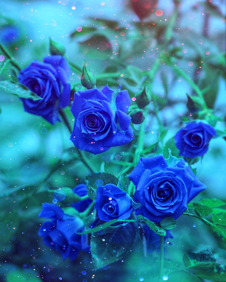 Blue Roses