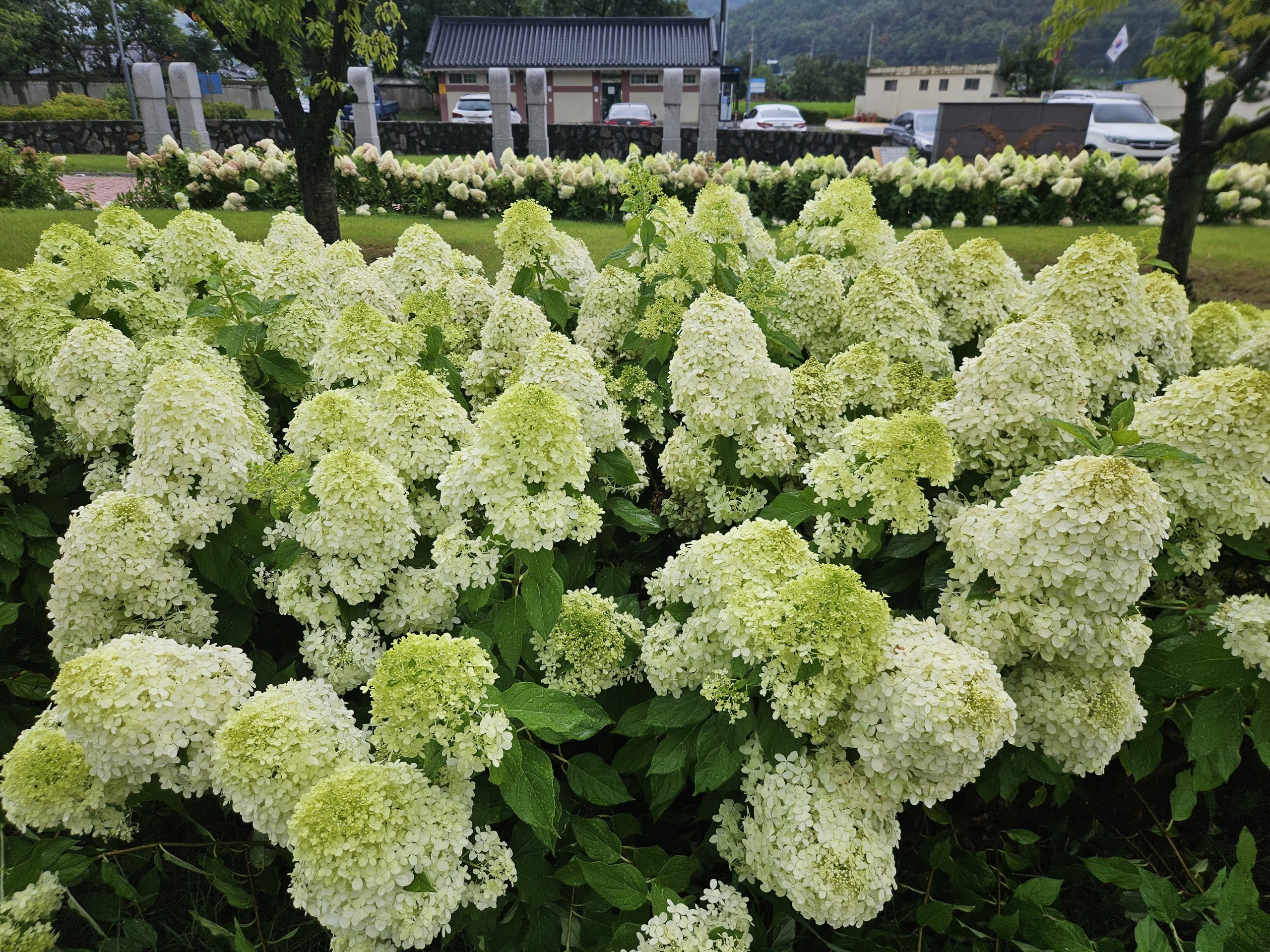 רקעים hydrangeaceae, hydrangea