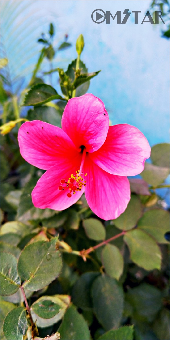 pink