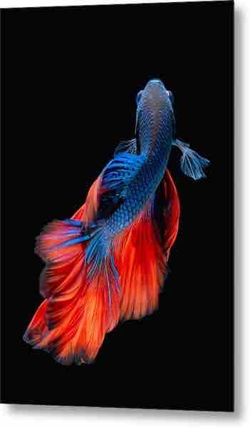 poisson