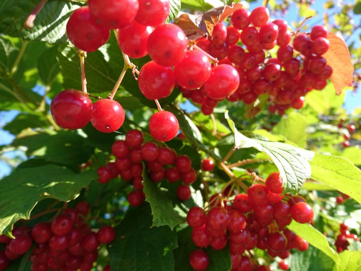 berries