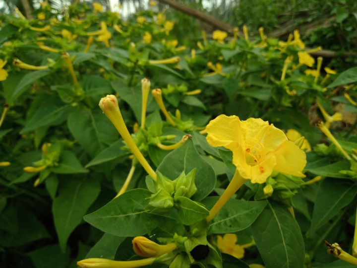 flower