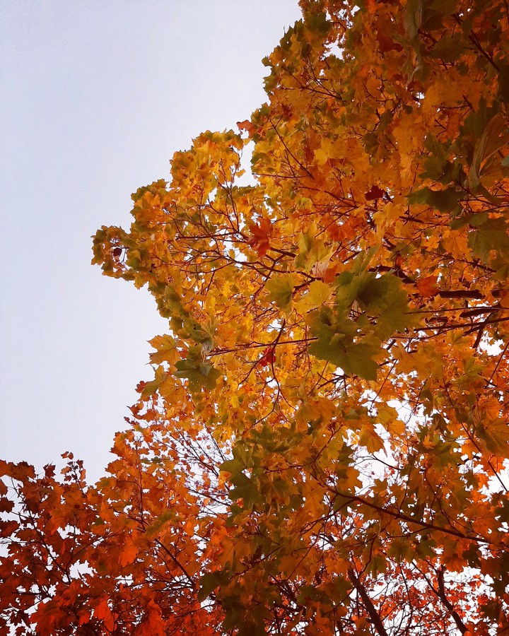 autumn