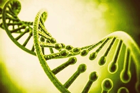 DNA strand