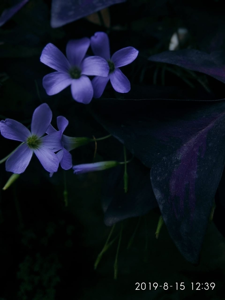 flower in the hour