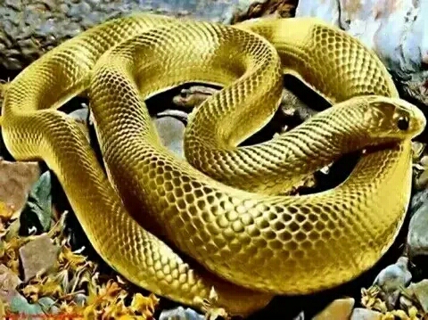 golden snake