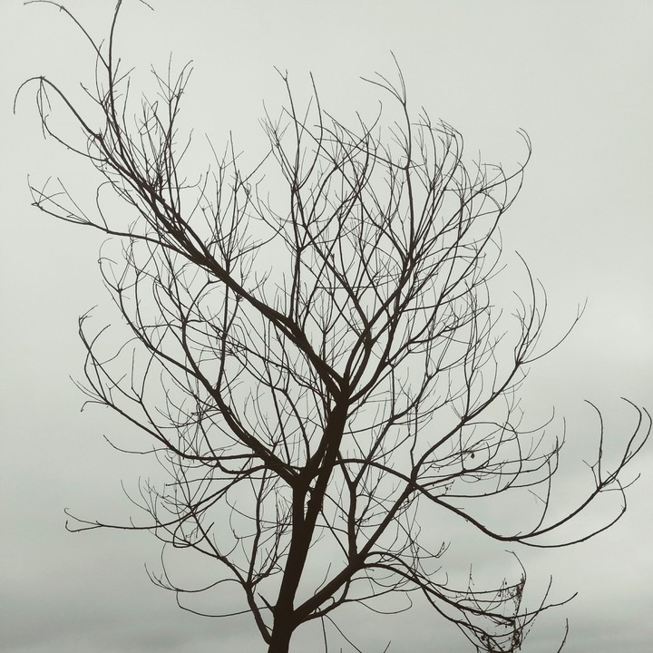 dead tree
