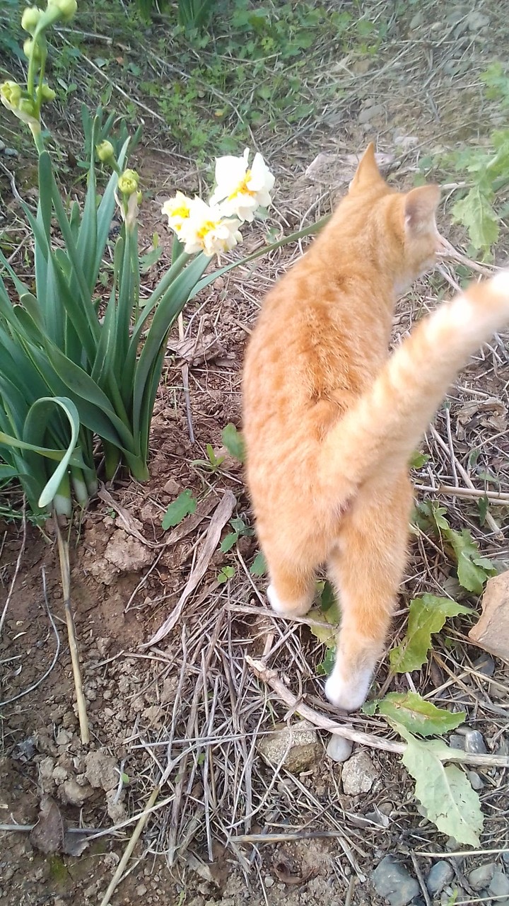 My little cat❤always with me