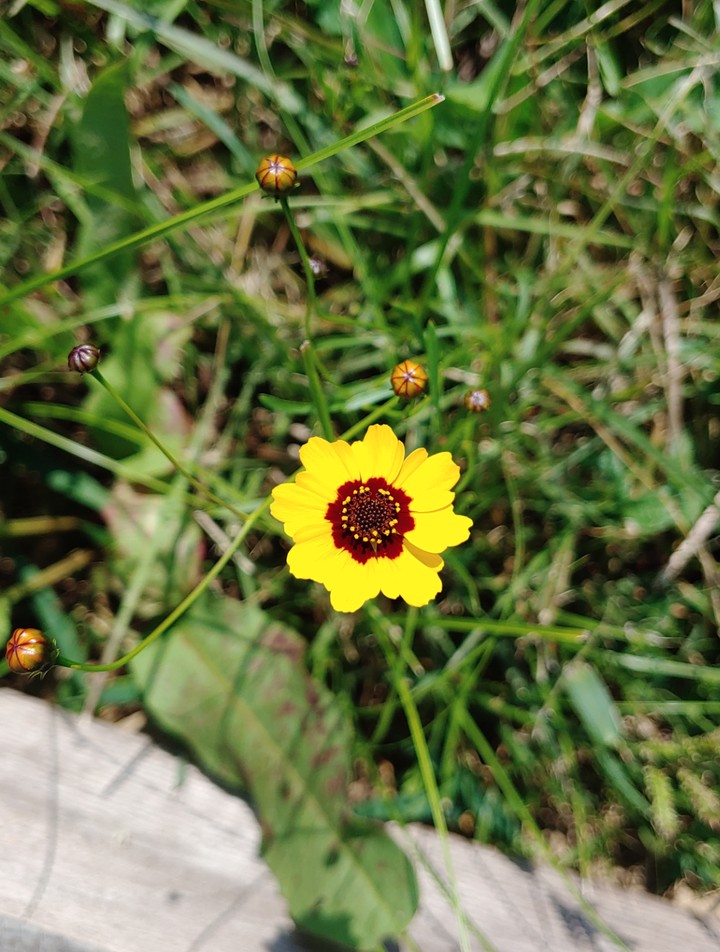 기생초