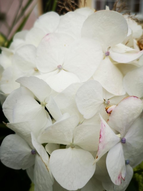 тапети petal, White
