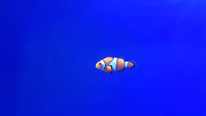 Clownfish
