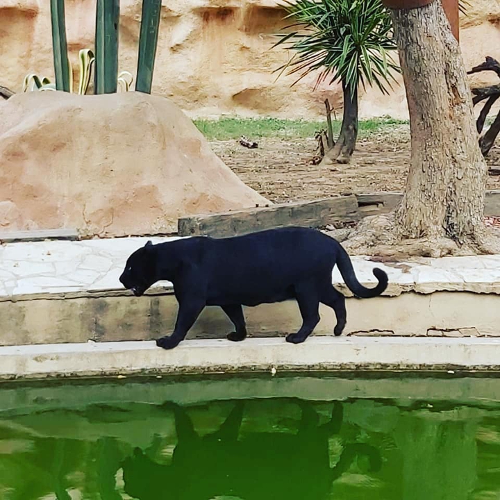 pantera