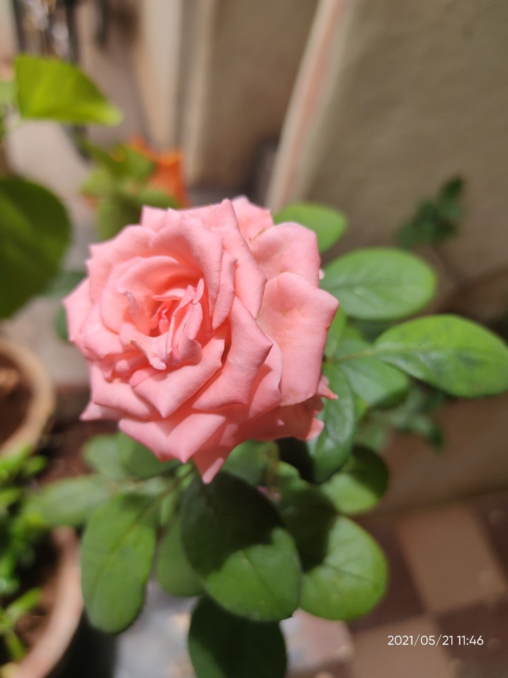pink rose