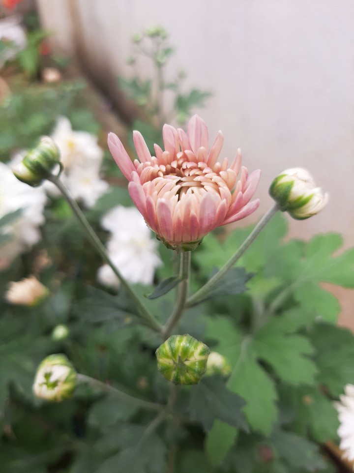 blossom