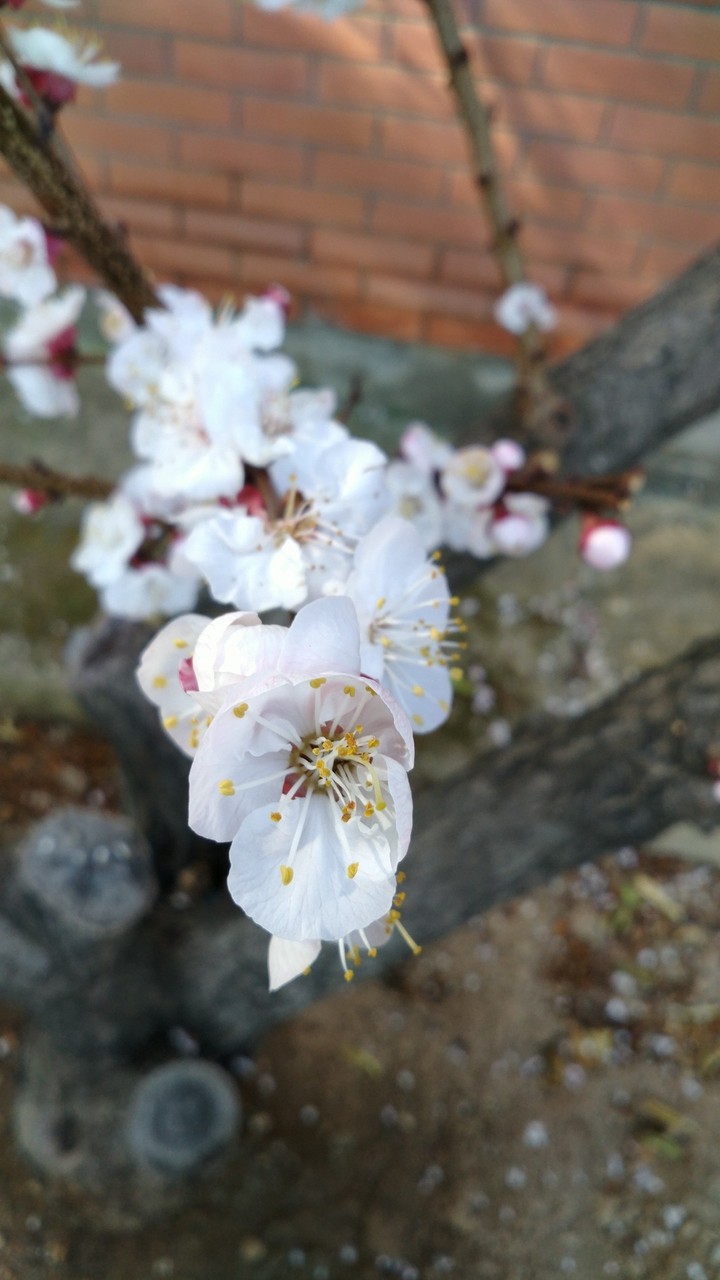Flor de albaricoque