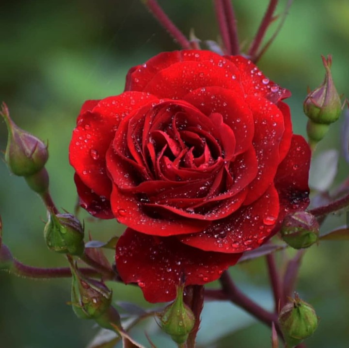 Roses