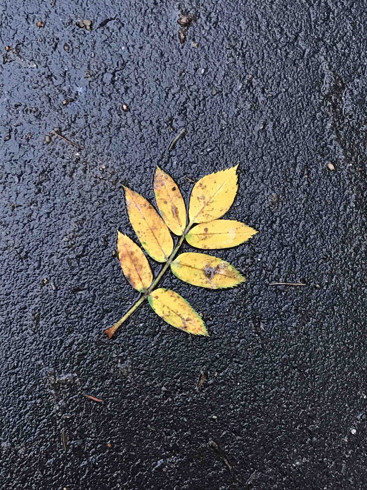 summer rain