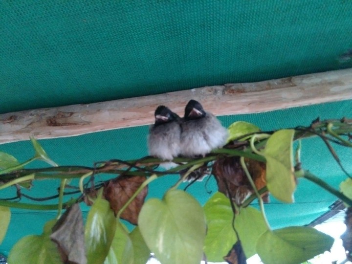 the little sparow