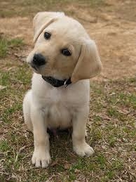 i love puppies
