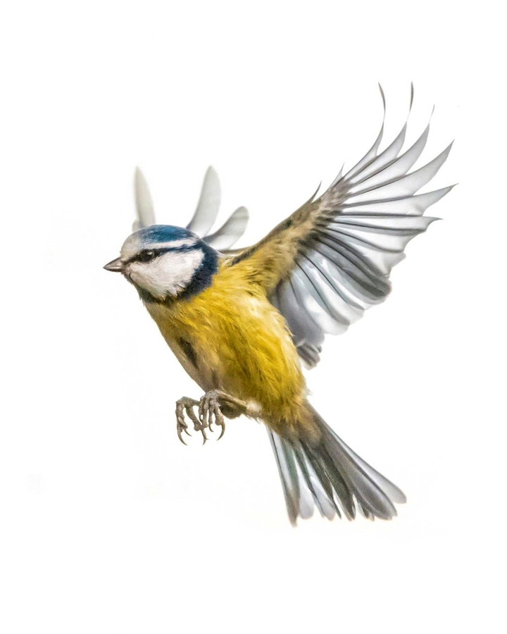 Blue tit