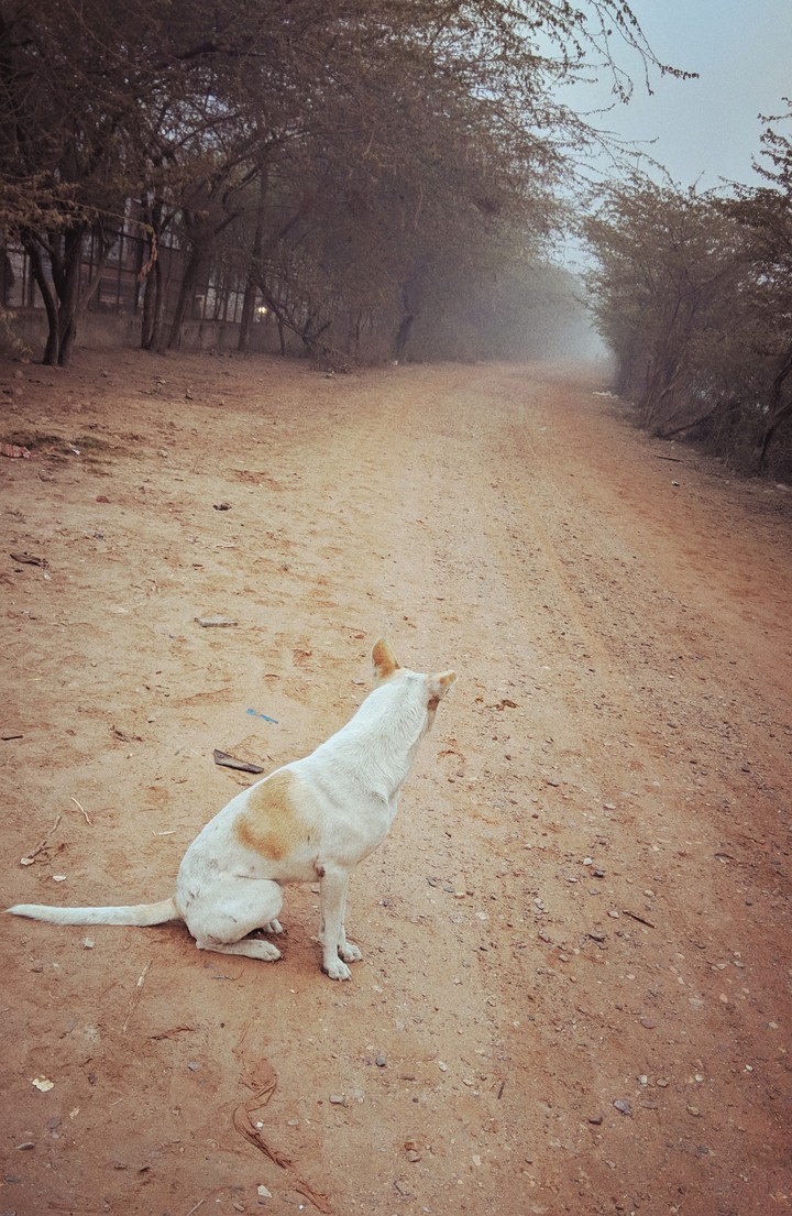Gazing the path