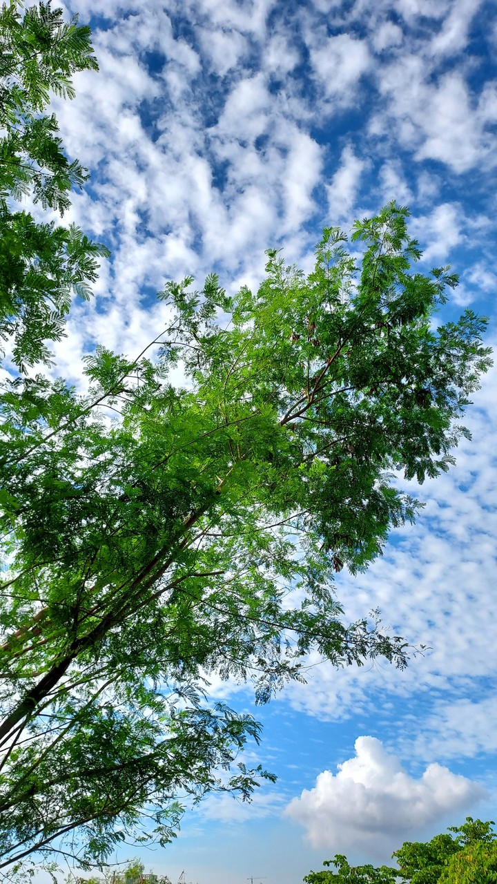 棉花雲彩