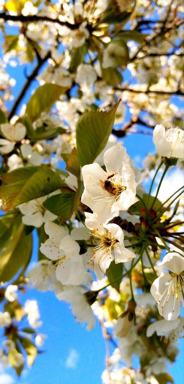 #spring #bee #bloom