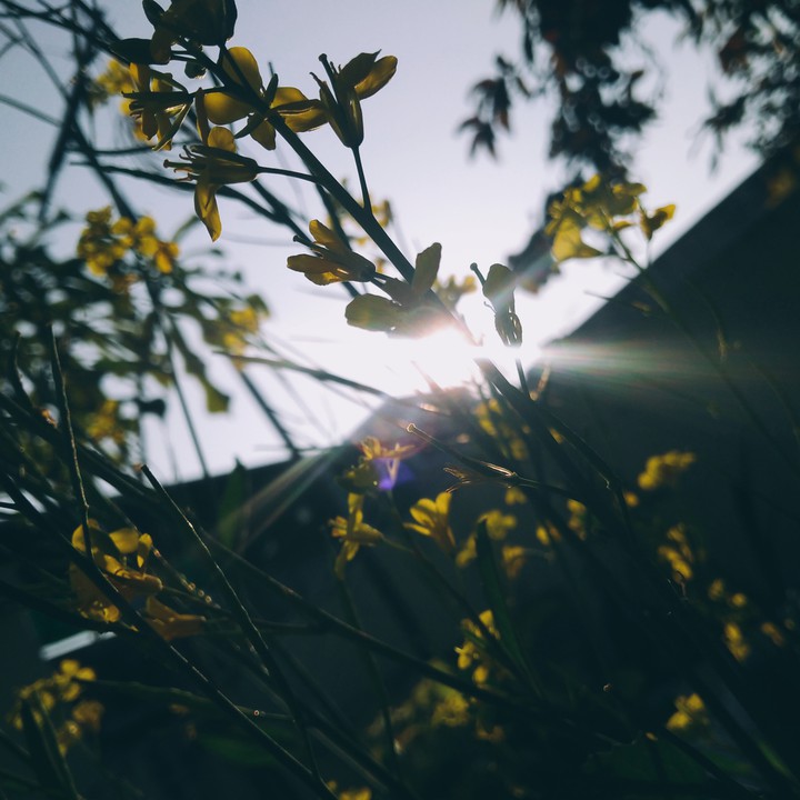 sunlight