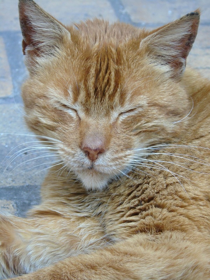Kedidir kedi