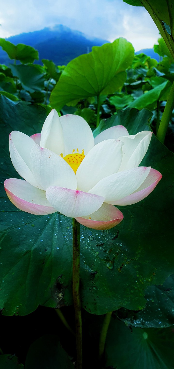 연화