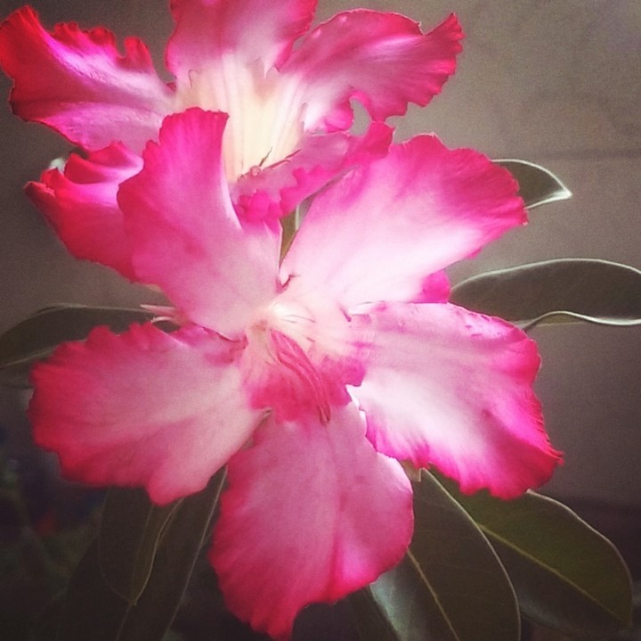 Rosa do deserto