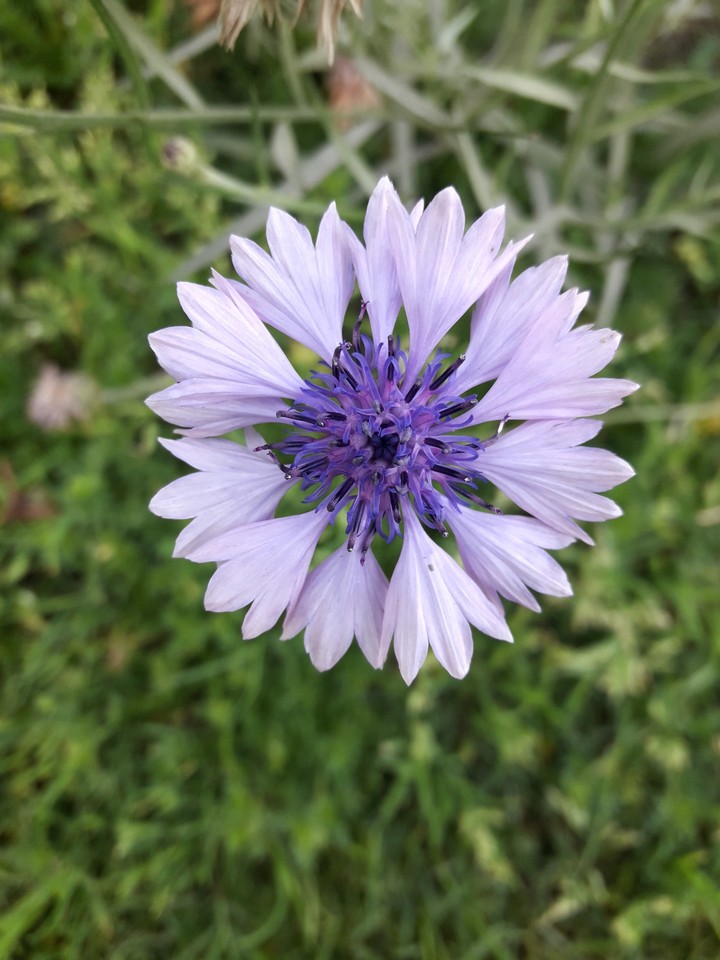 cornflower