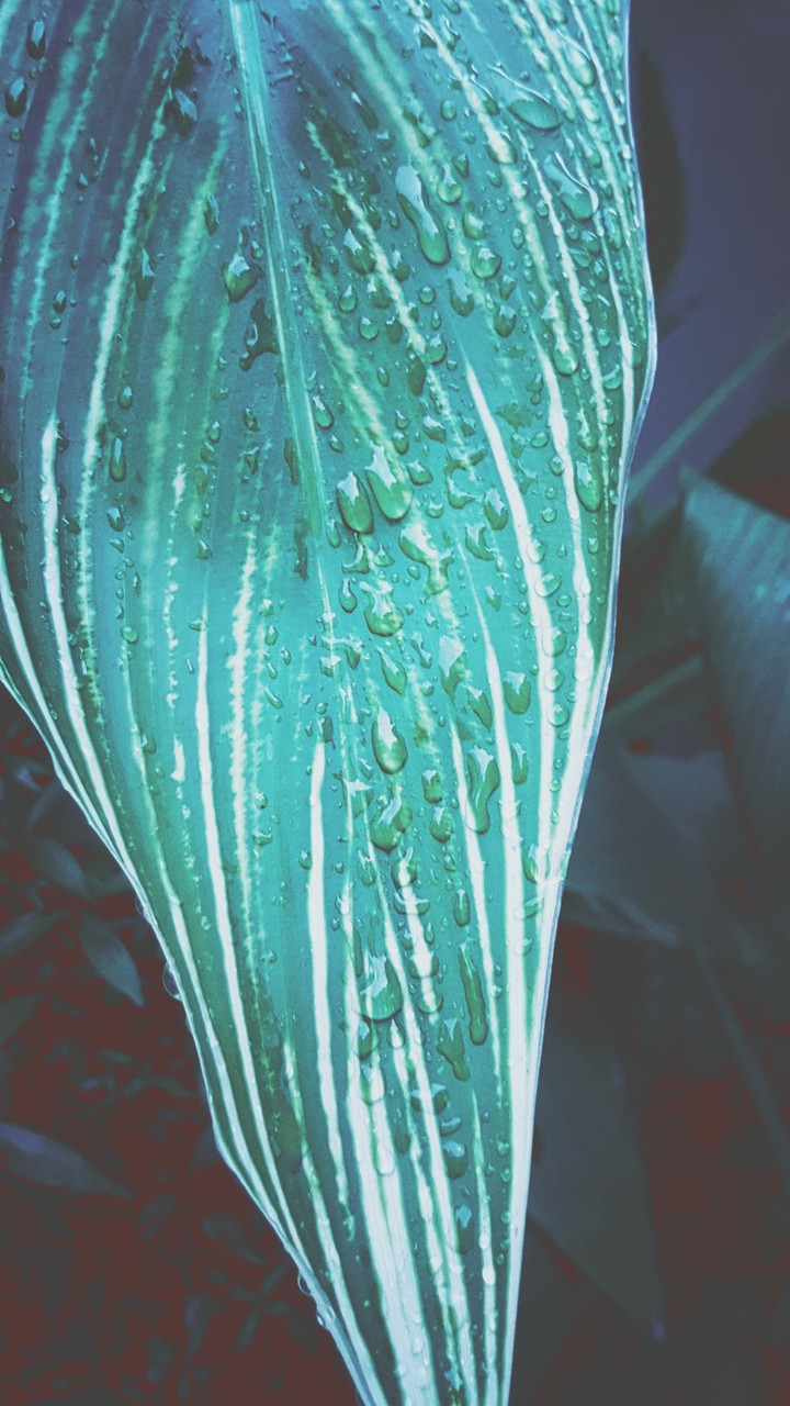 leaf