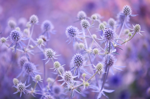 flowers.....