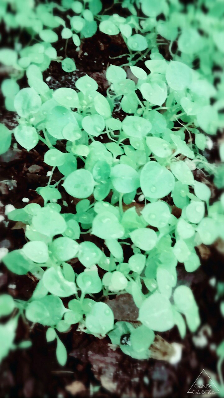 Leafs