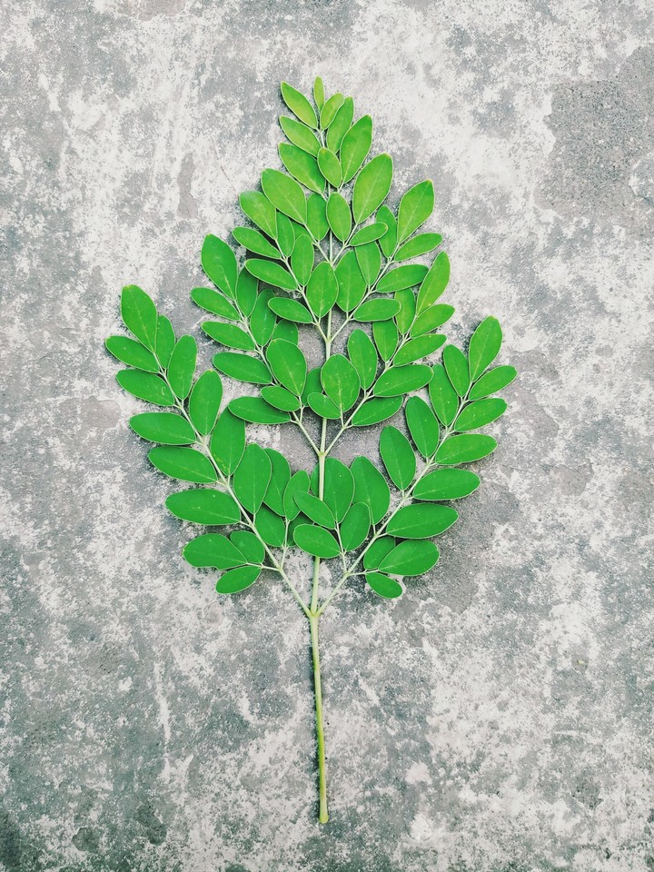 Leaf