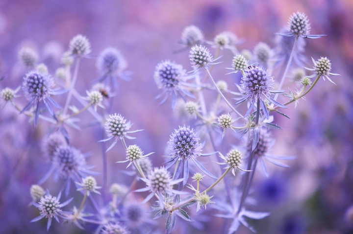 flowers.....