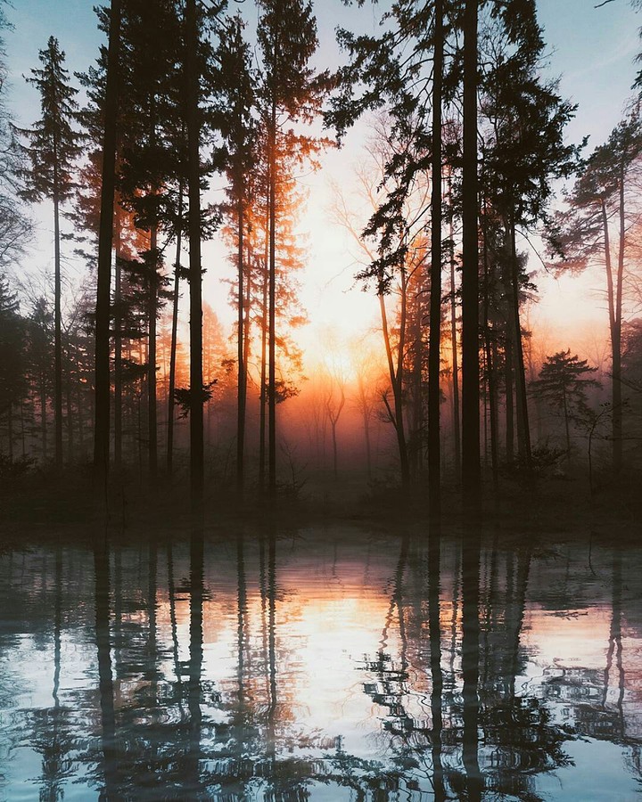 forest