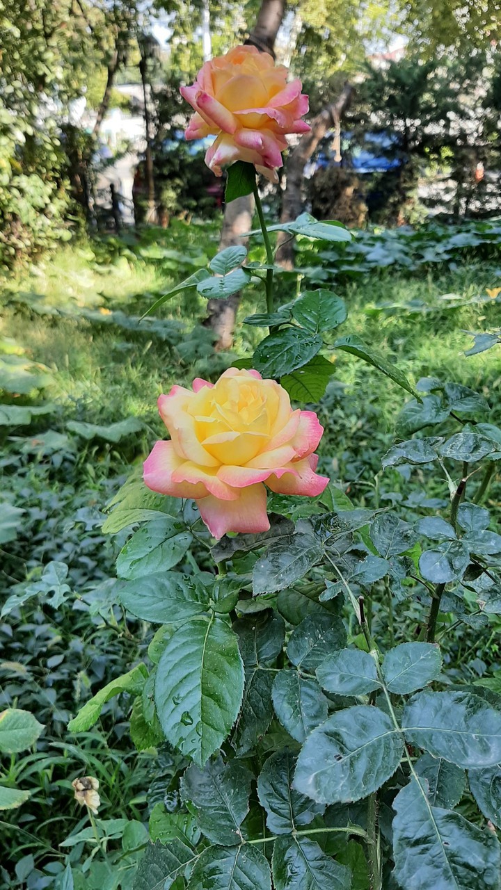 rose