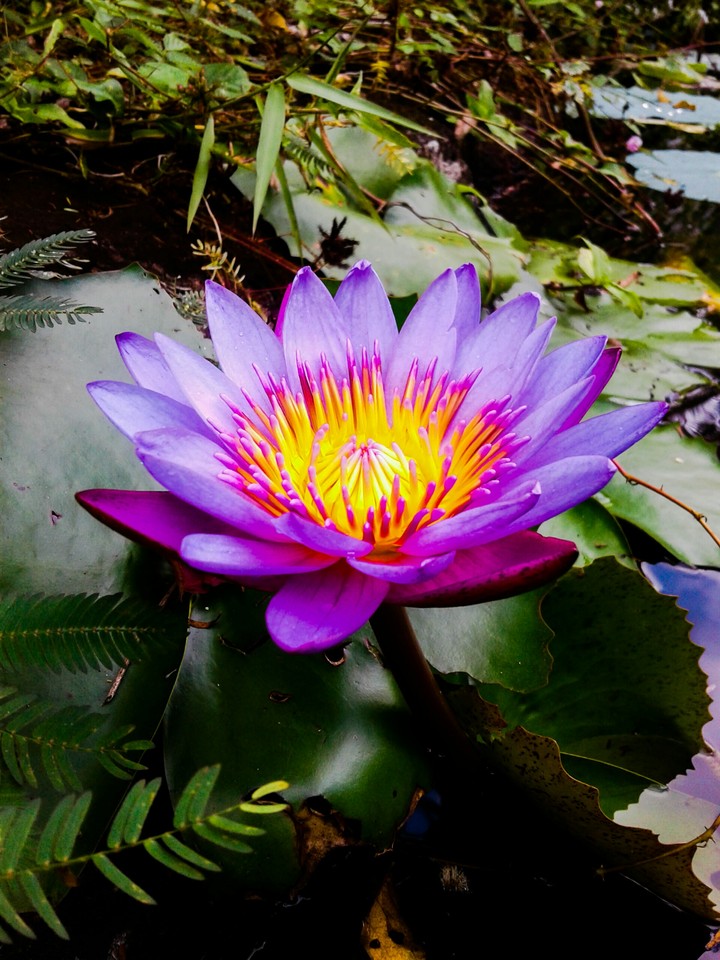 lotus