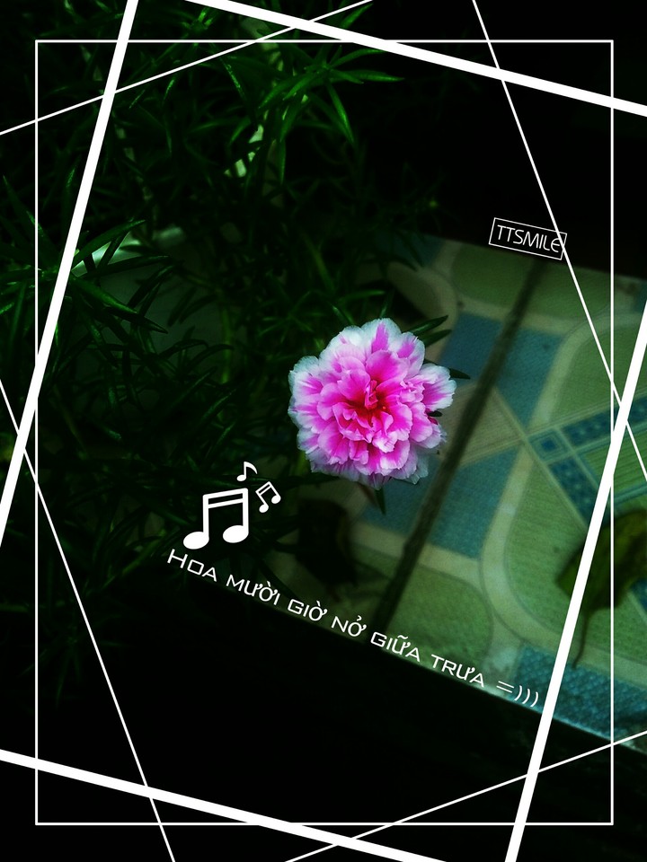 just a flower