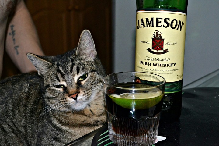 Cat, whiskey and Carribean cox 