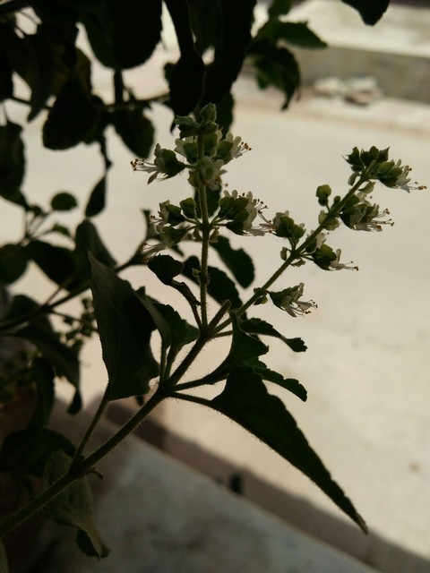 plant, tree háttérképek