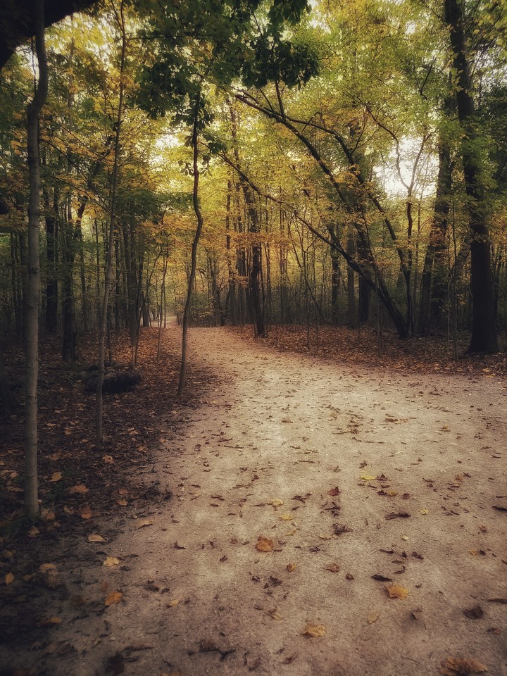 Autumn Walk