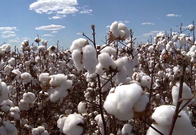 COTTON