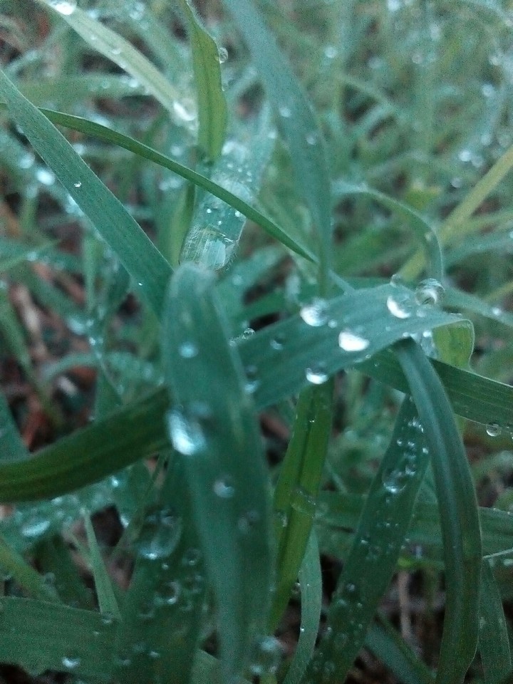 Morning dew